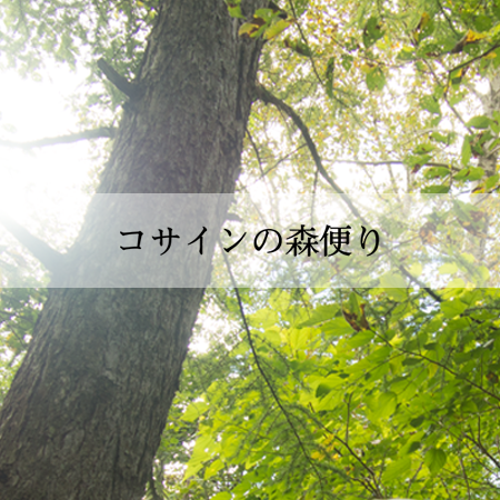 コサインの森便り Spring 2019