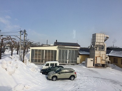 サクラが満開です。