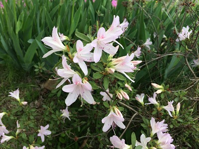 一ヵ月を切りました。