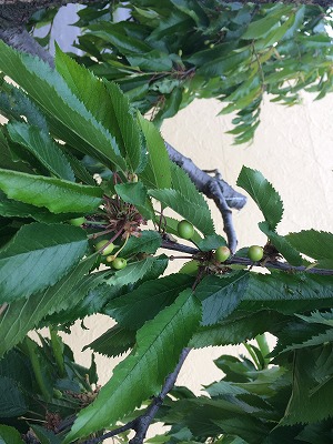 里帰り