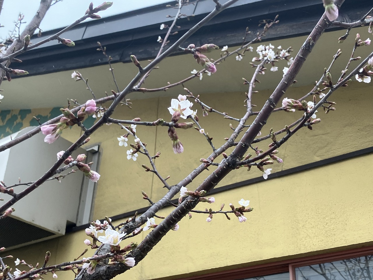 No.3543　2023年4月26日　コサイン 星 幸一の 「つながる、仕合せ」