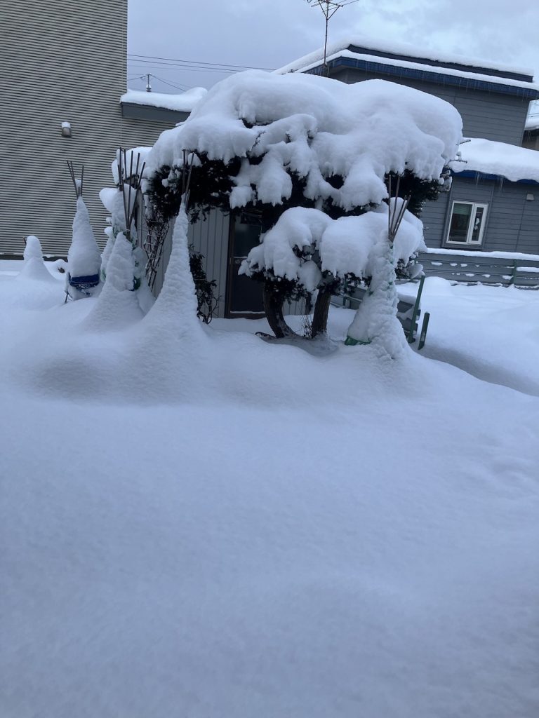 「冬の風物詩、ふわふわの雪」No.3651