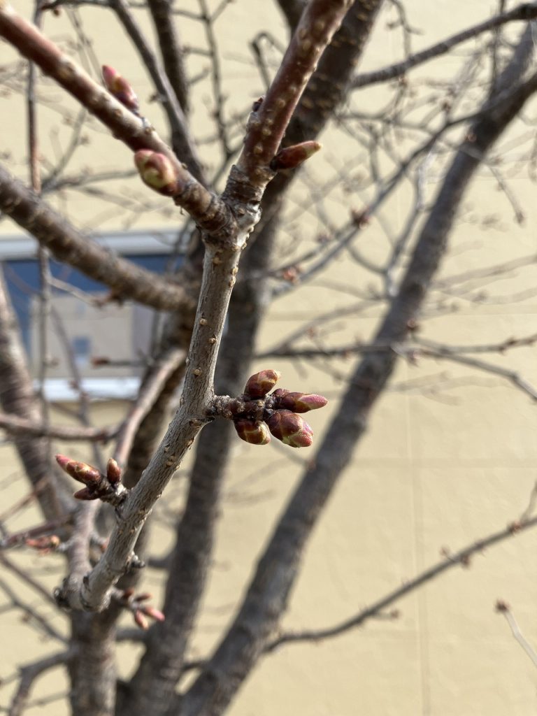春の訪れ、旭川に色づき始める！ コサインの敷地内と周辺の桜、福寿草、ネコヤナギなど、春の彩りをお届け！