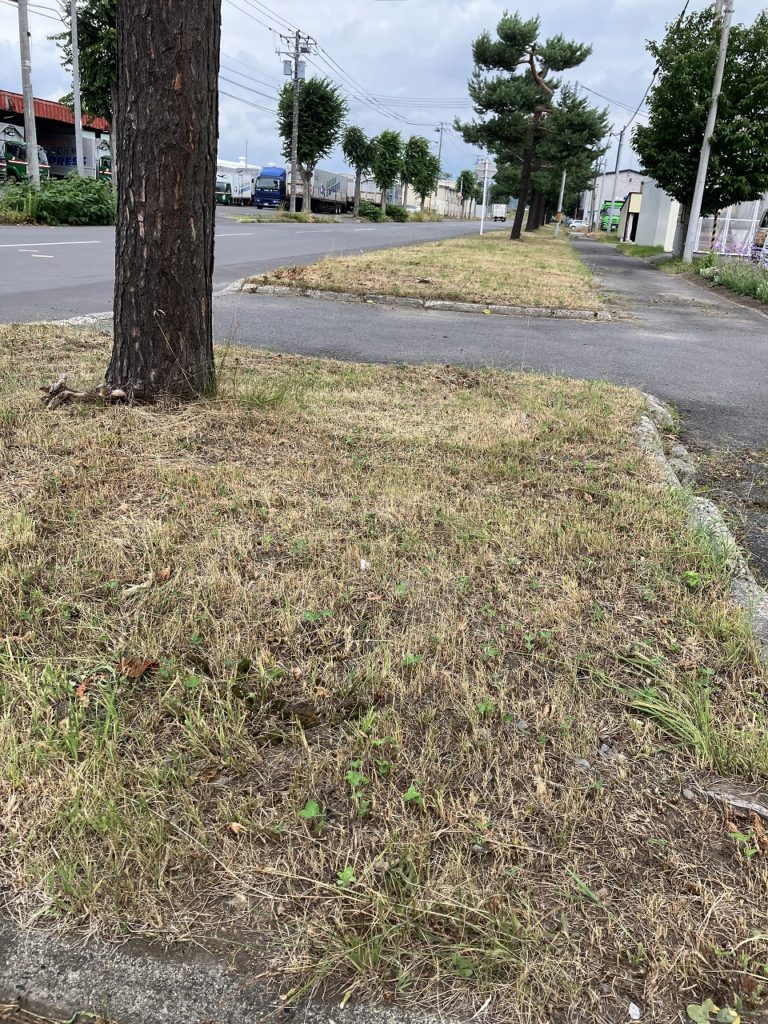 今年の夏も健康第一！暑さ対策と家庭菜園の楽しみ
