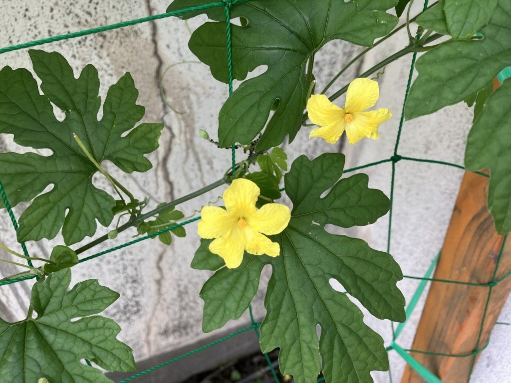 夏の朝と庭の恵み