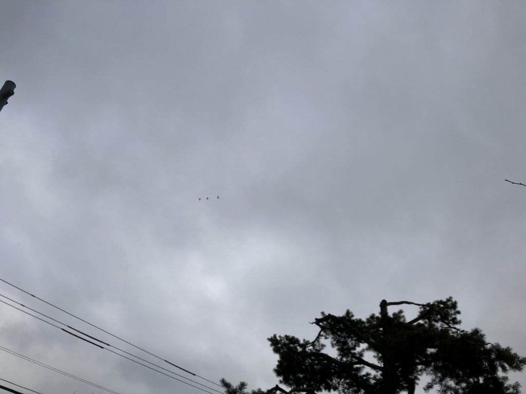 🌸創業37周年と、春を運ぶ白鳥たち🕊️✨