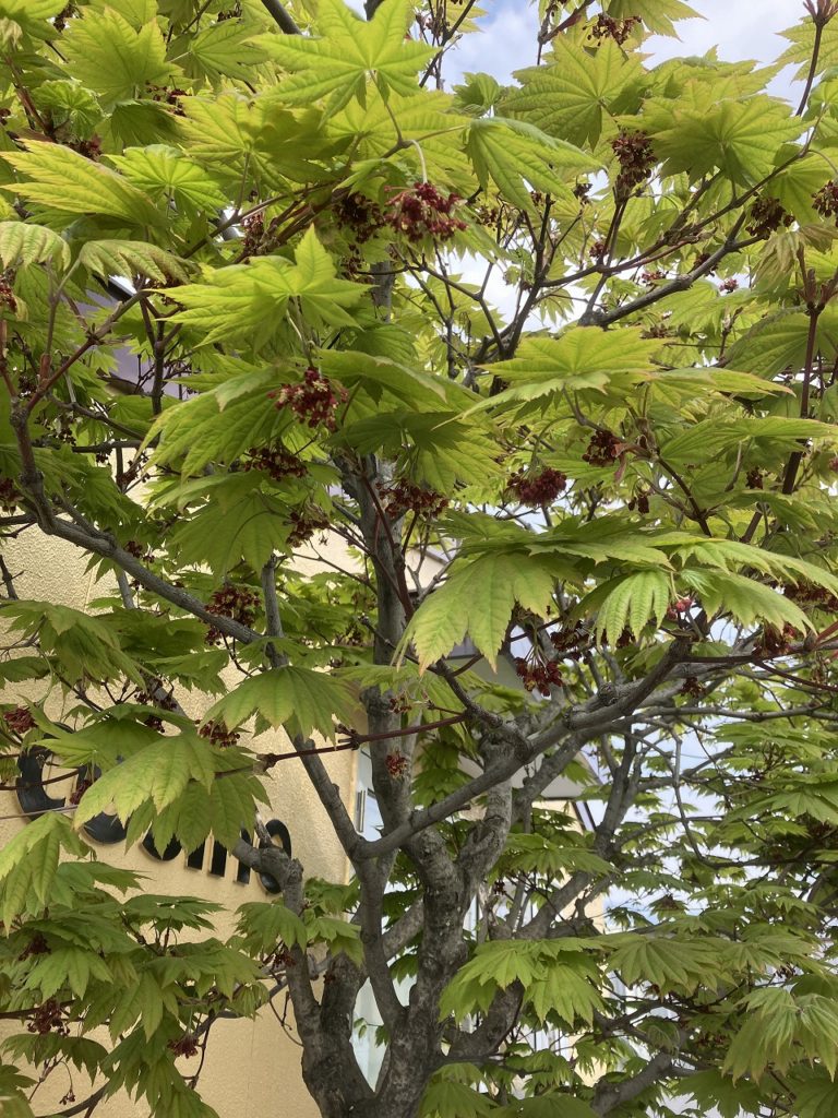 「イタヤの花と、サクランボの思い出」