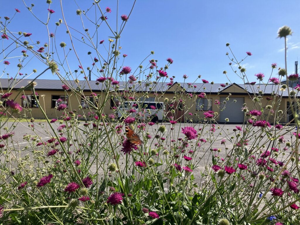 やさしい風と、木の芽のよろこび。週末は「こっぱマーケット」へ🍃