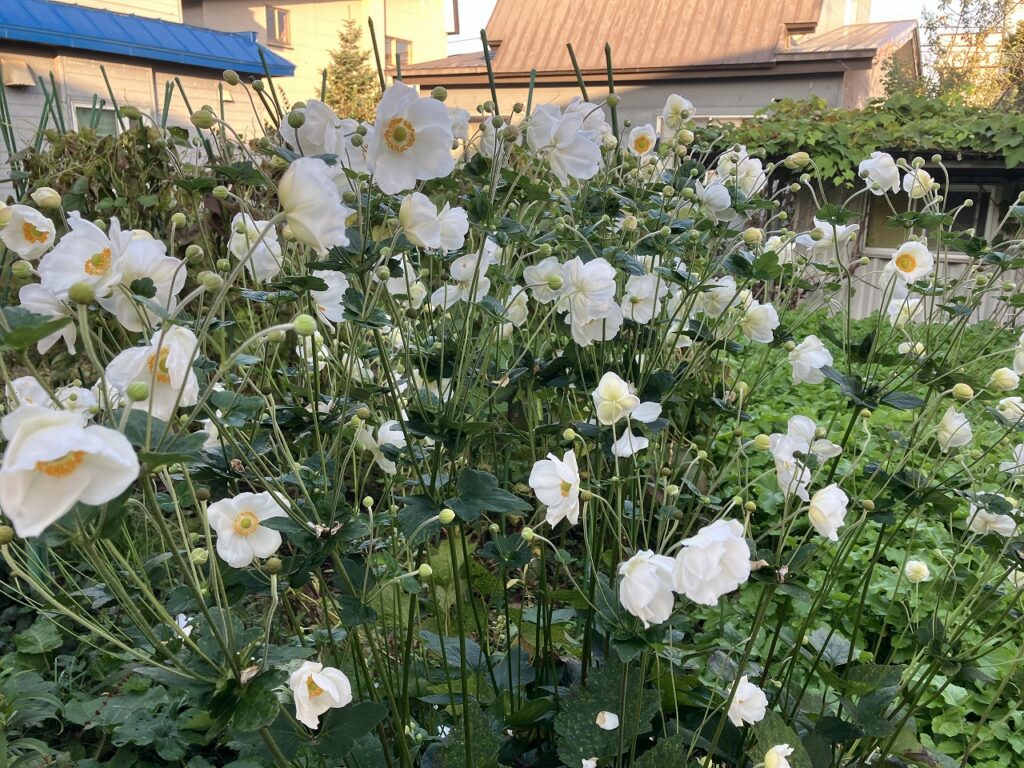 10月の小さな奇跡🌼春と秋が同居する庭から