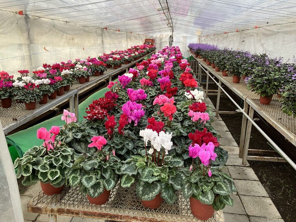 🌸シクラメンと秋色の窓辺で🌸