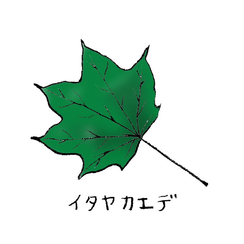 イタヤカエデ