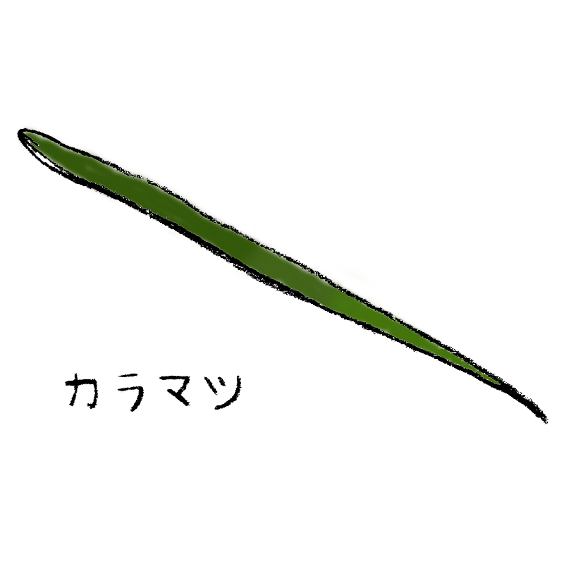 カラマツ
