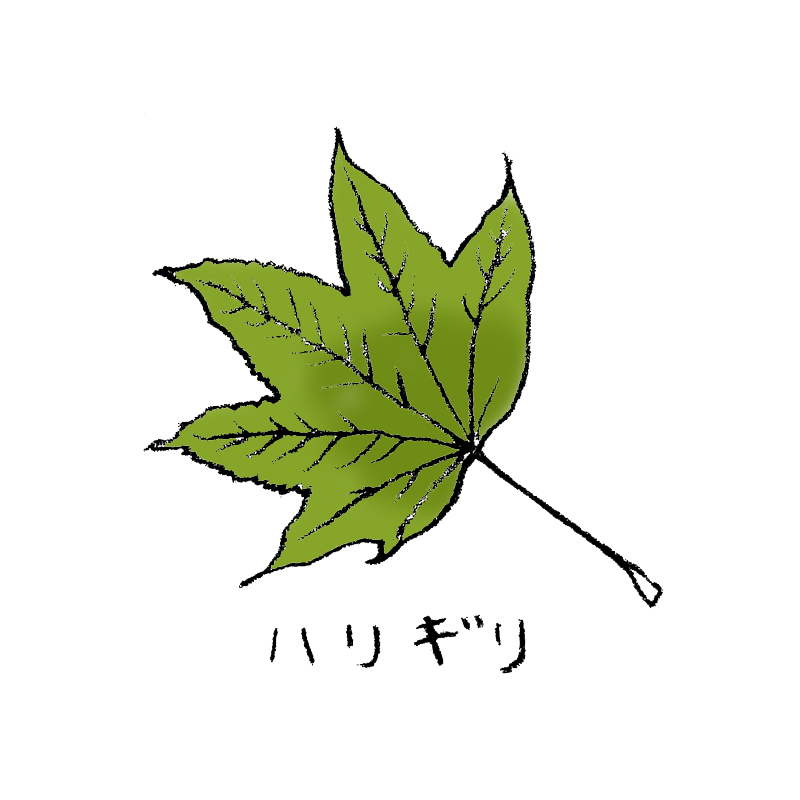 ハリギリ